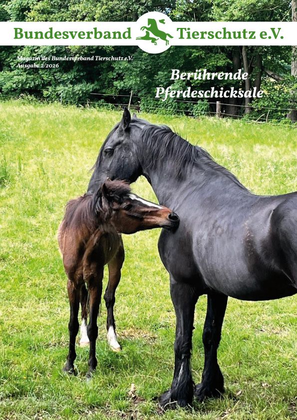 BVT Magazin