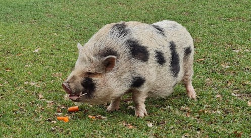 Bundesverband Tierschutz